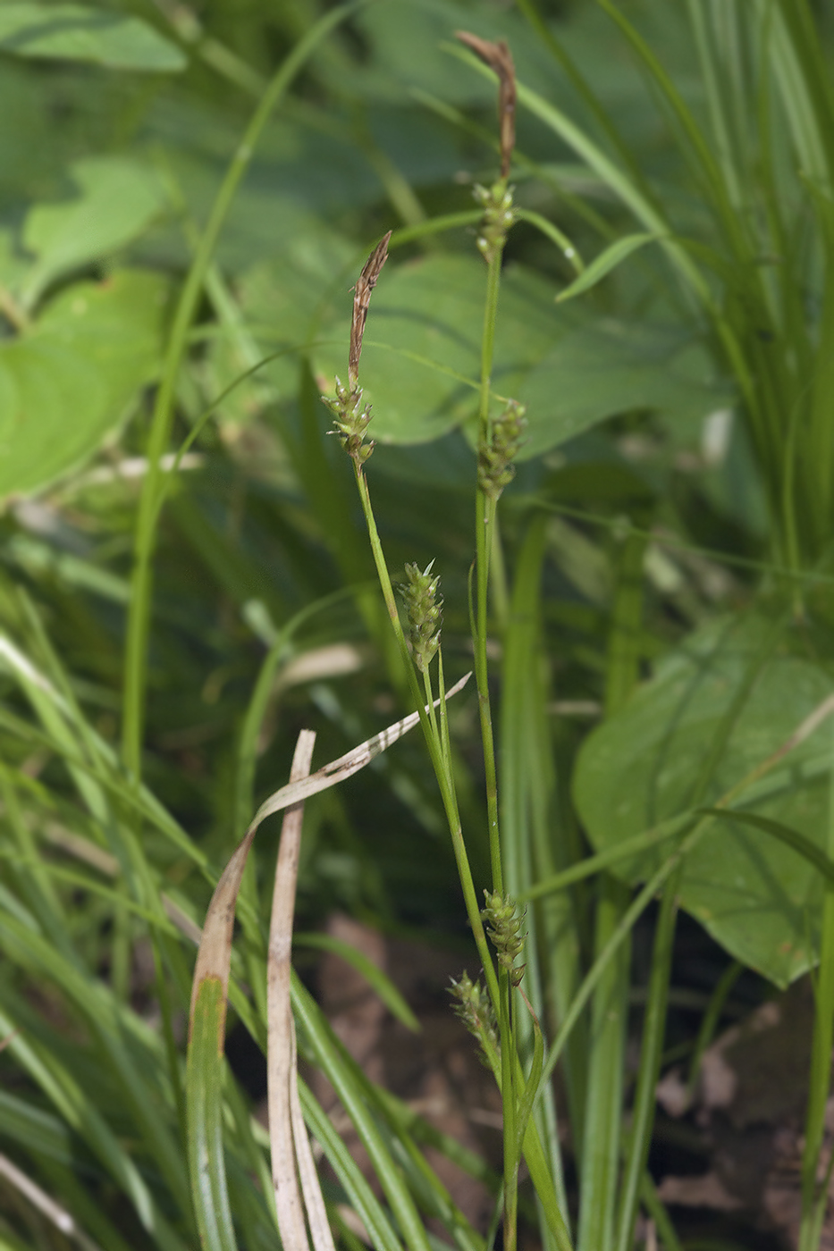 Image of Carex sachalinensis specimen.