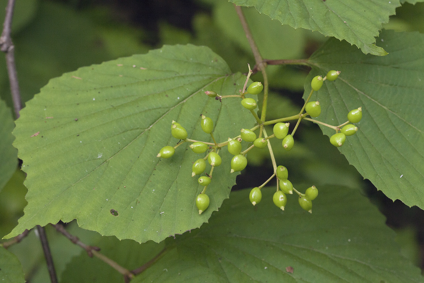 Image of Viburnum wrightii specimen.