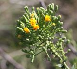 Hieracium robustum. Соцветие. Саратовская обл., Красноармейский р-н, окр. с. Белогорское, степь, обочина грунтовой дороги. 07.08.2018.