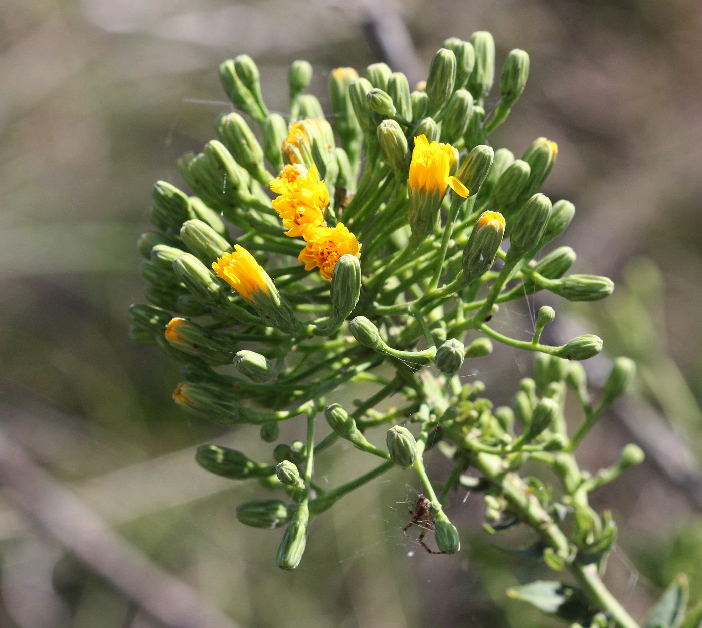 Изображение особи Hieracium robustum.