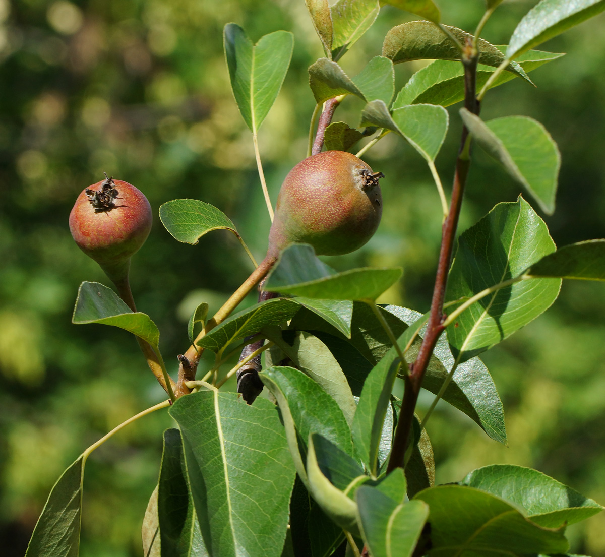 Image of Pyrus communis specimen.