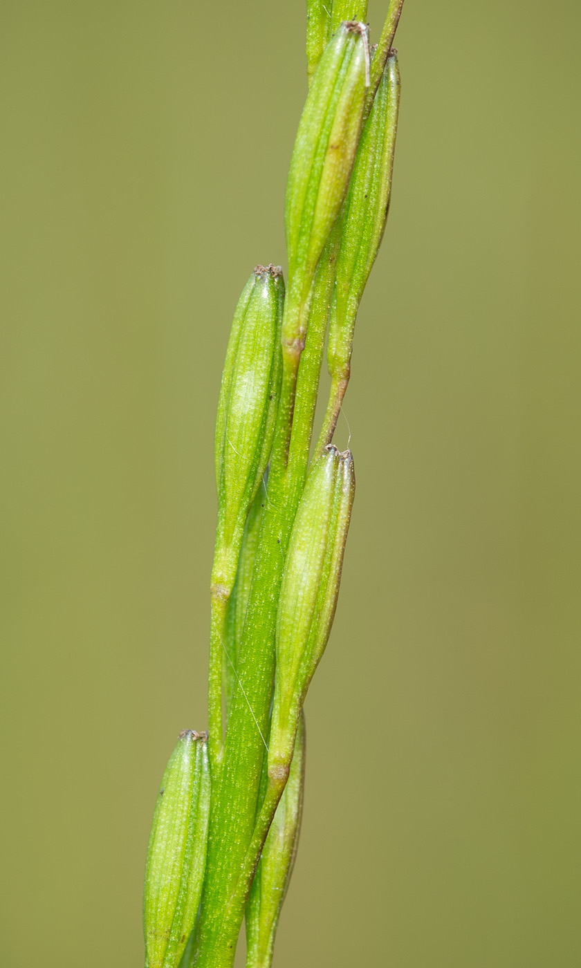 Image of Triglochin palustris specimen.