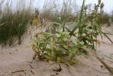 Saponaria officinalis. Плодоносящее растение. Псковская обл., Гдовский р-н, окр. дер. Кленно; берег Чудского оз., псаммофильное злаковое сообщество у бровки берегового склона. 06.10.2019.