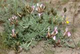 Astragalus arcuatus