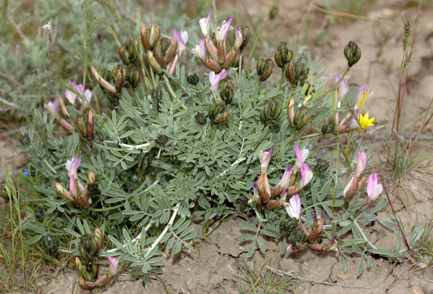 Image of Astragalus arcuatus specimen.