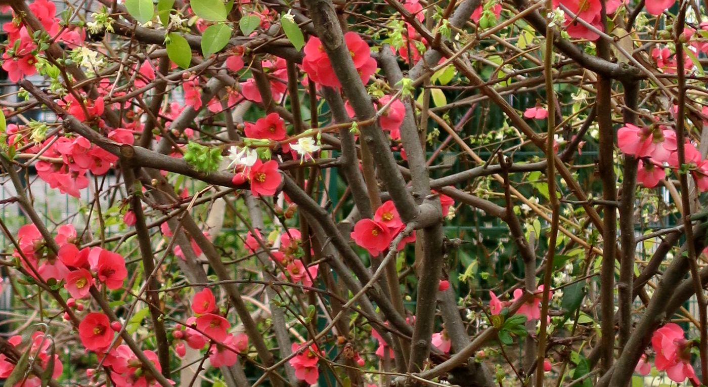 Image of Chaenomeles &times; superba specimen.