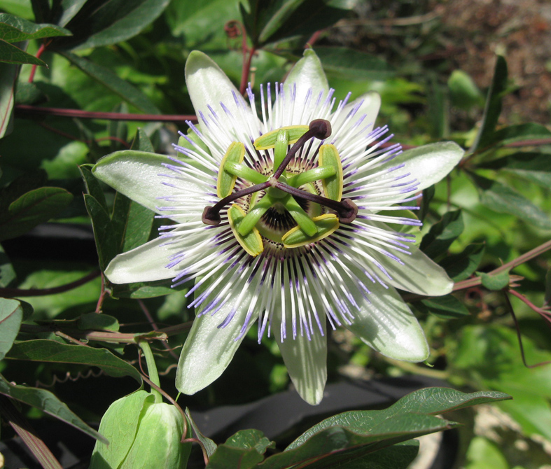 Image of Passiflora caerulea specimen.