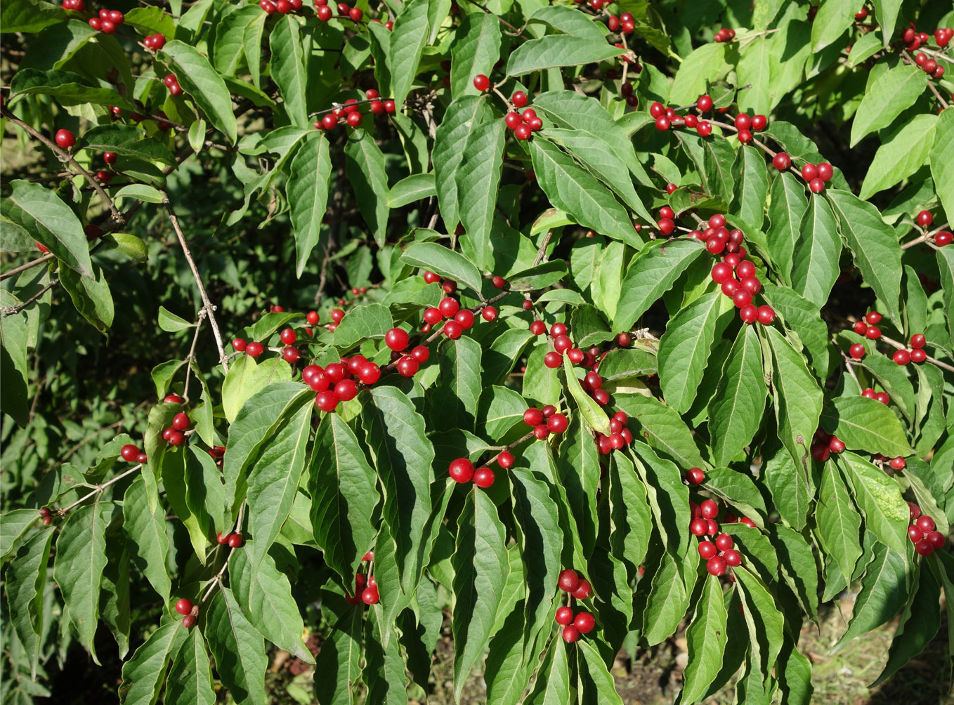 Image of Lonicera maackii specimen.