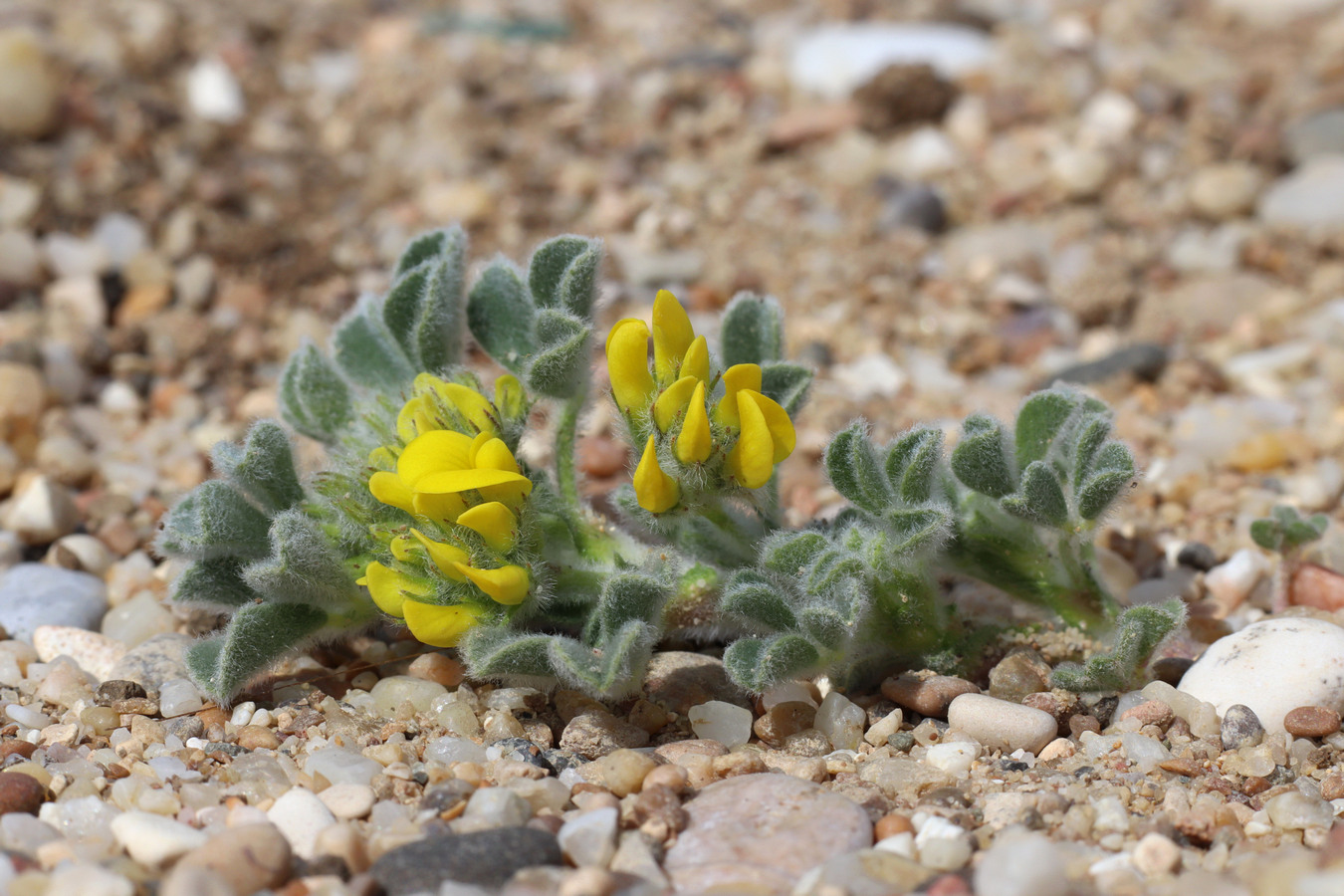 Изображение особи Medicago marina.