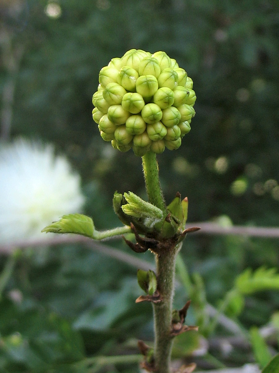 Image of Calliandra haematocephala specimen.