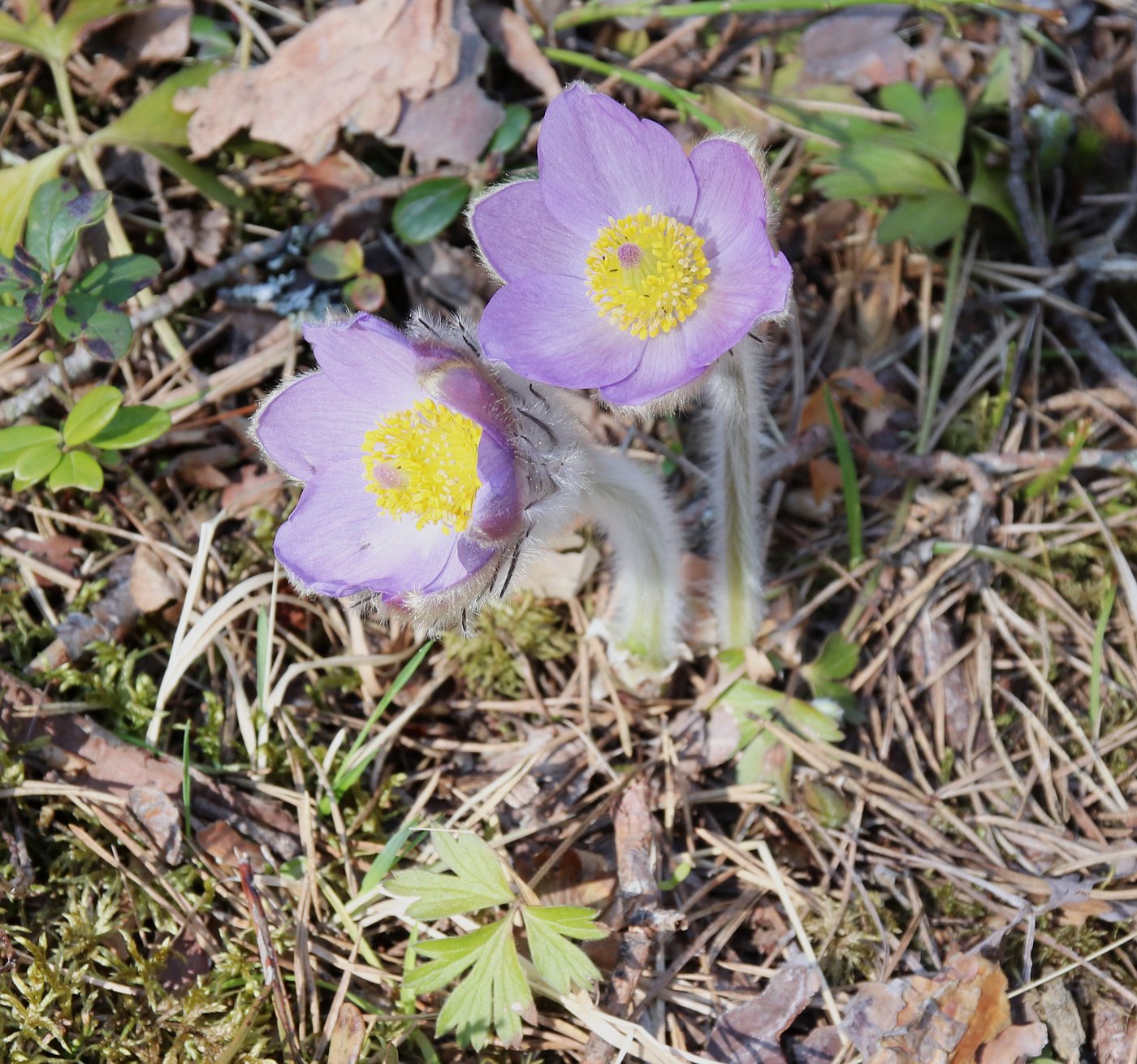 Image of Pulsatilla &times; intermedia specimen.