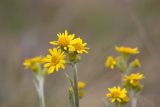 Tephroseris integrifolia