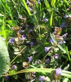 Glechoma hederacea