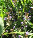 Glechoma hederacea. Цветущие растения в густой траве, в сообществе с Poaceae и Taraxacum officinale. Московская обл., г. Электрогорск, пустырь с луговой растительностью. 15.05.2020.