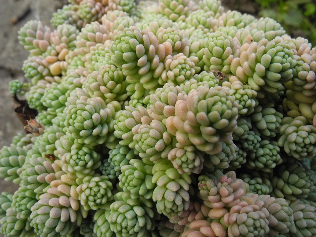 Image of Sedum dasyphyllum specimen.