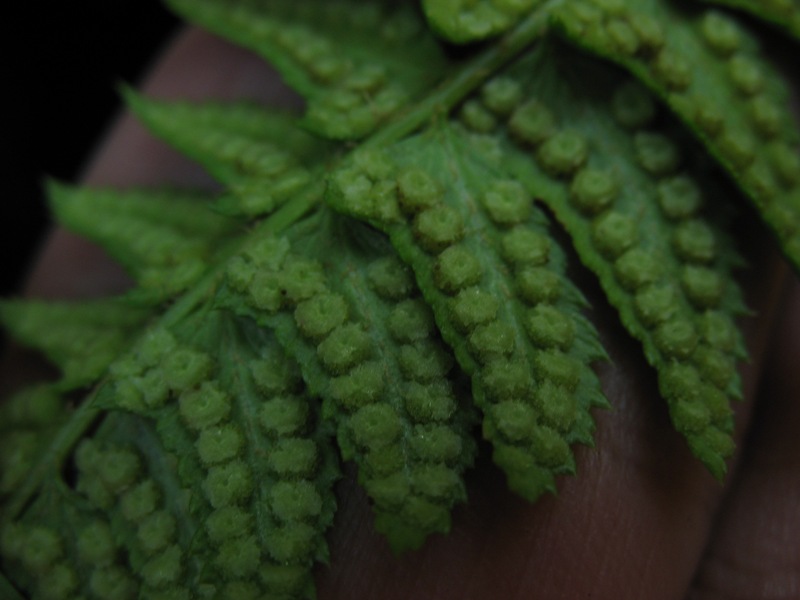 Image of Polystichum lonchitis specimen.