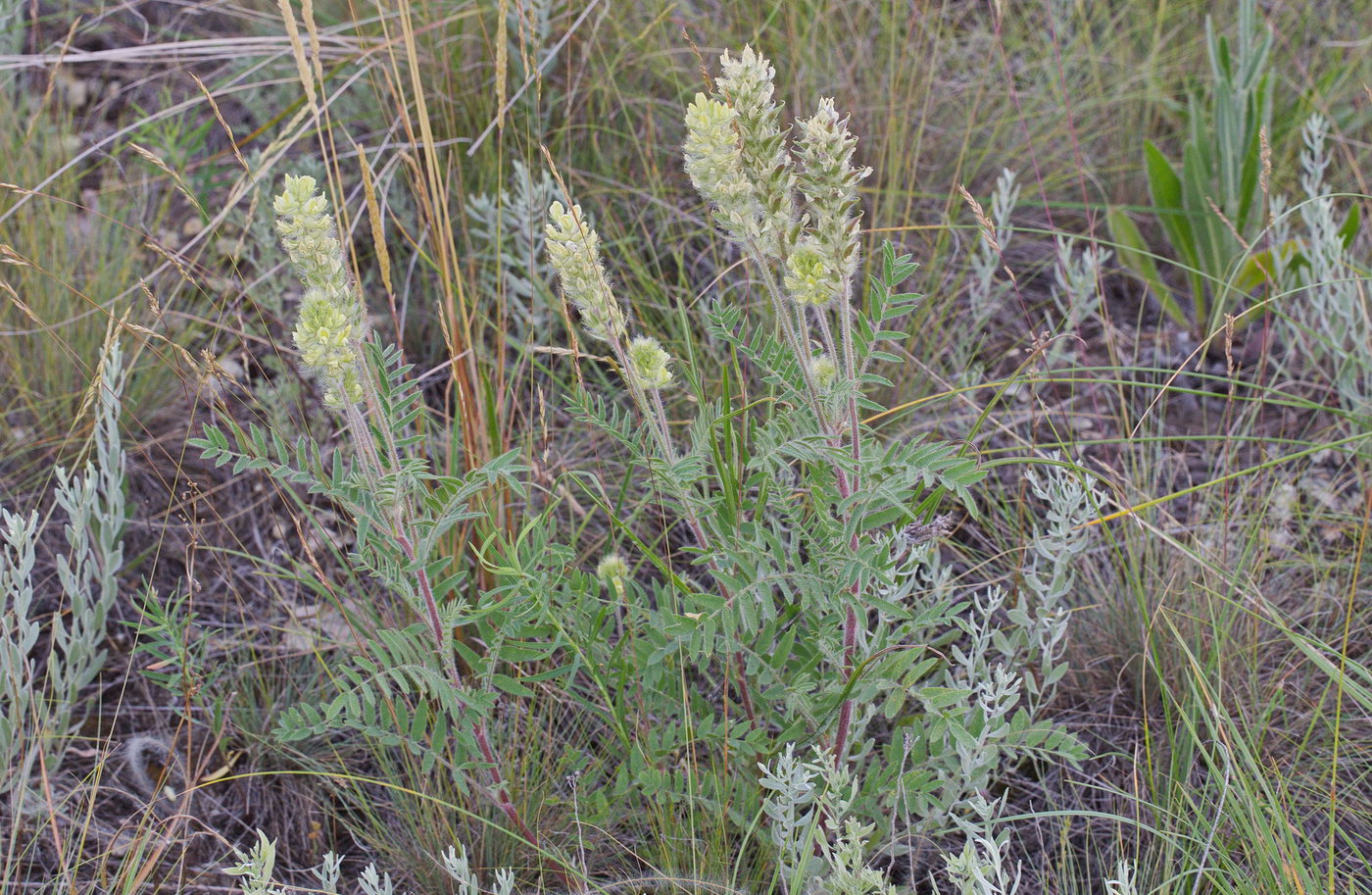 Изображение особи Oxytropis pilosa.