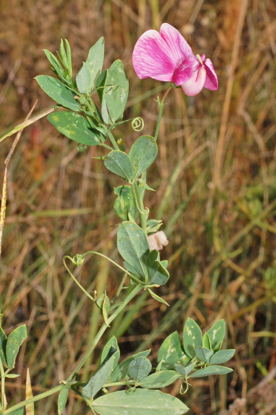 Image of Lathyrus tuberosus specimen.