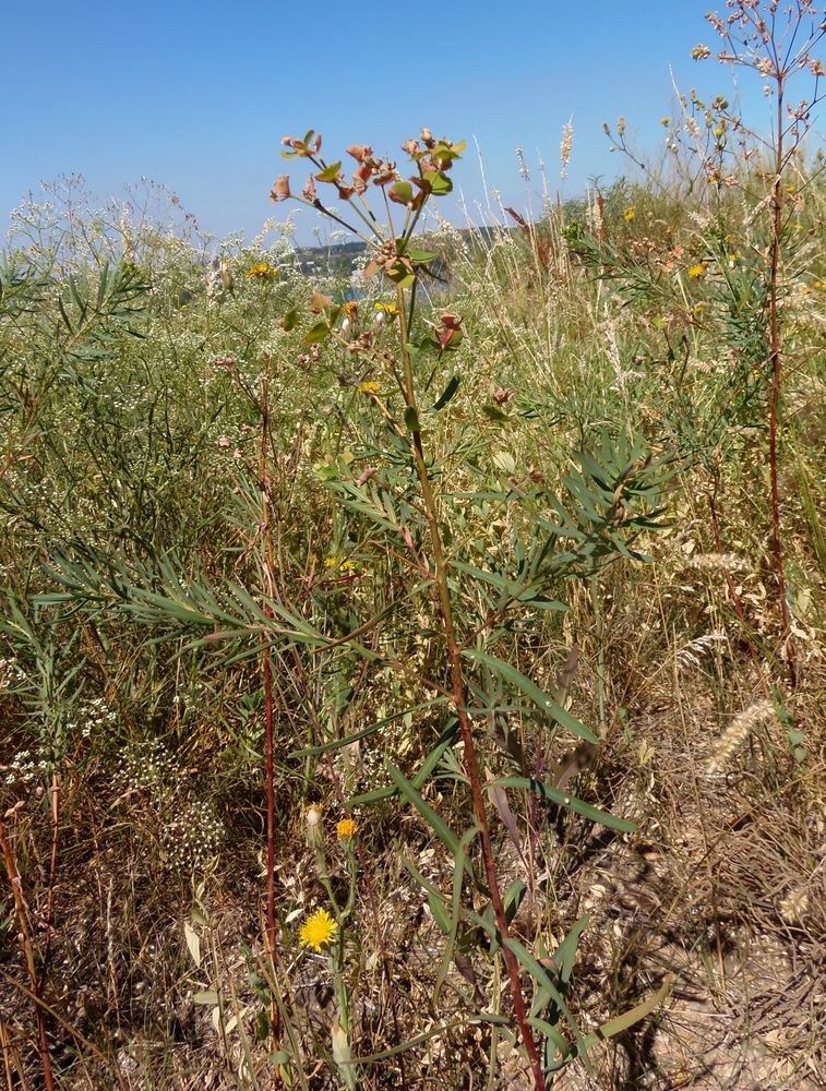 Изображение особи Euphorbia esula.