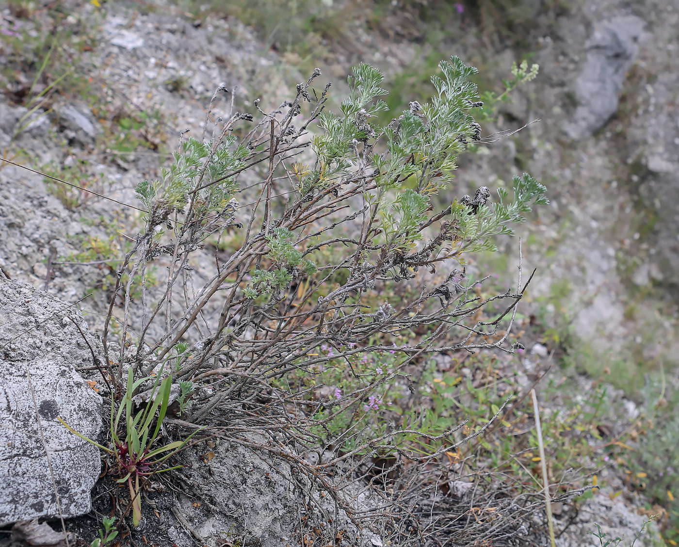 Image of Artemisia frigida specimen.