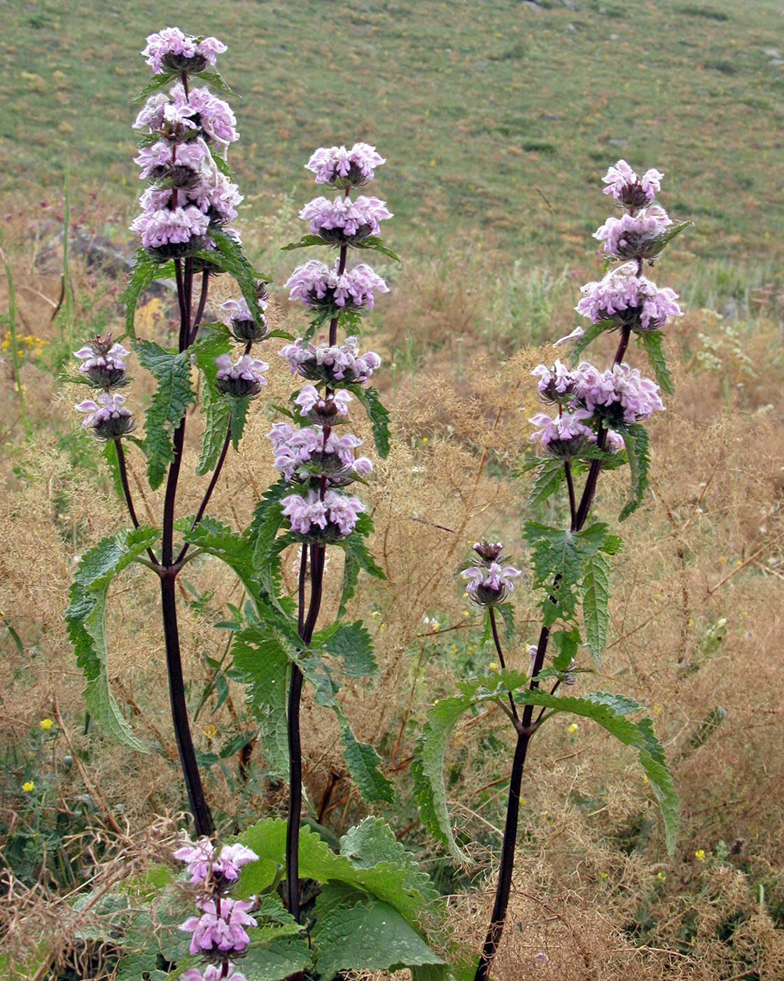 Image of Phlomoides tuberosa specimen.