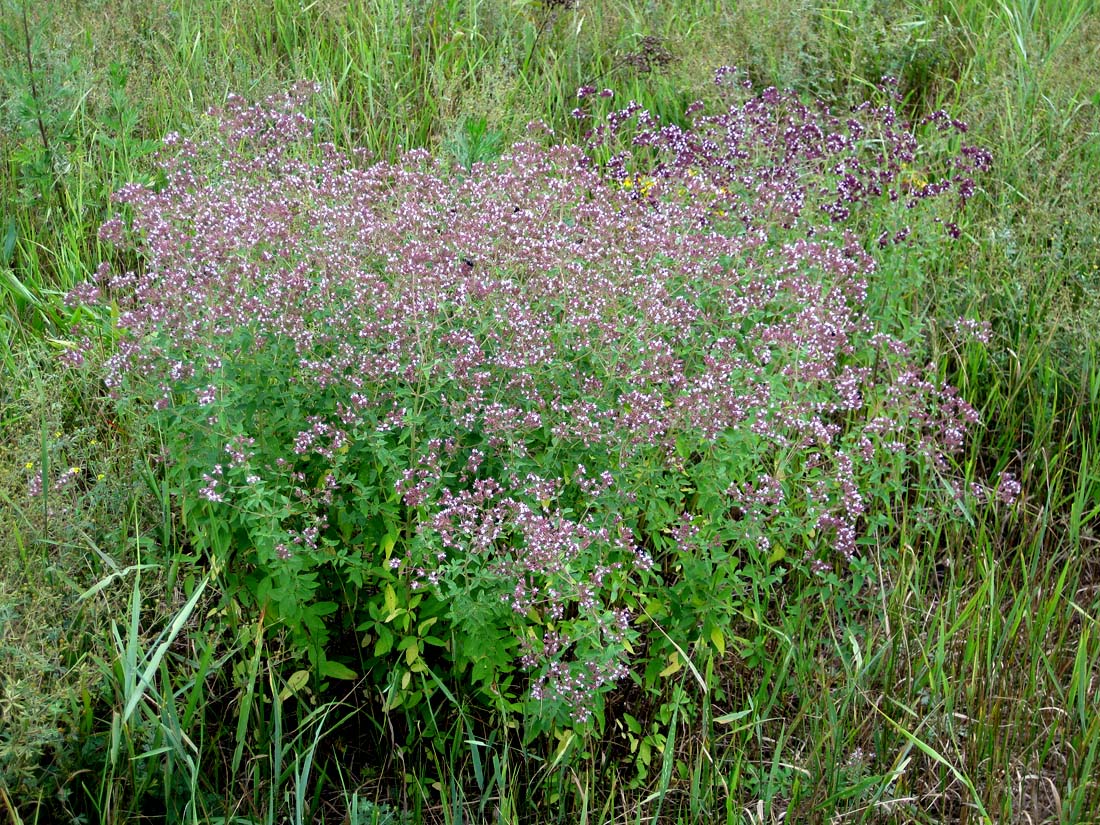 Изображение особи Origanum vulgare.