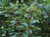 Cotinus coggygria