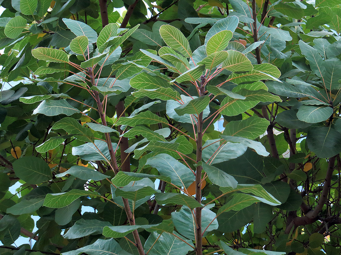 Изображение особи Cotinus coggygria.