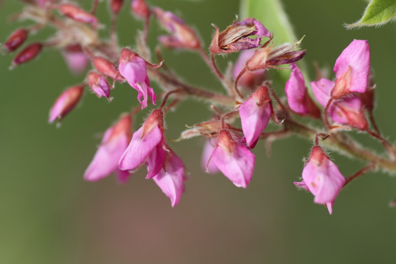 Изображение особи Pseudarthria hookeri.