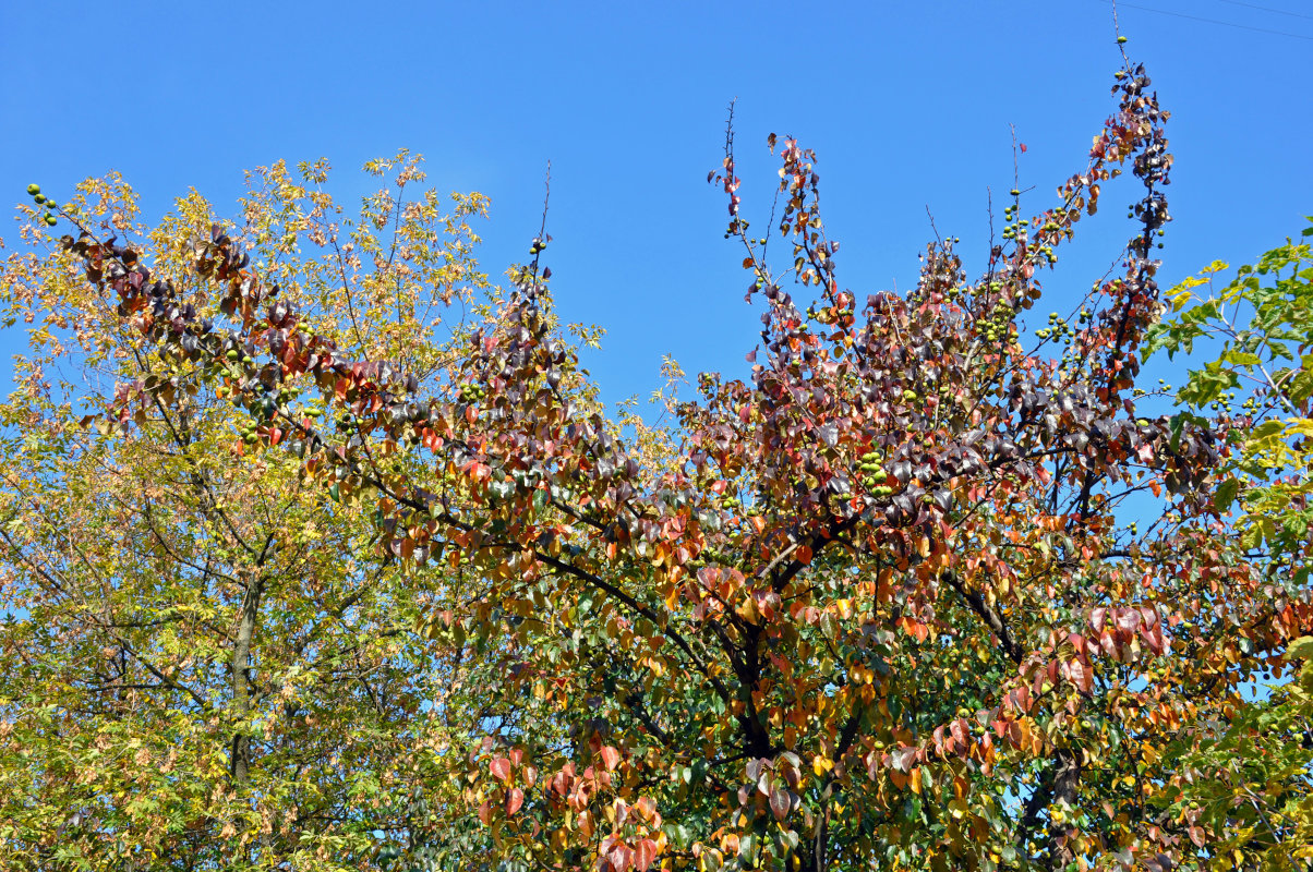 Image of Pyrus communis specimen.