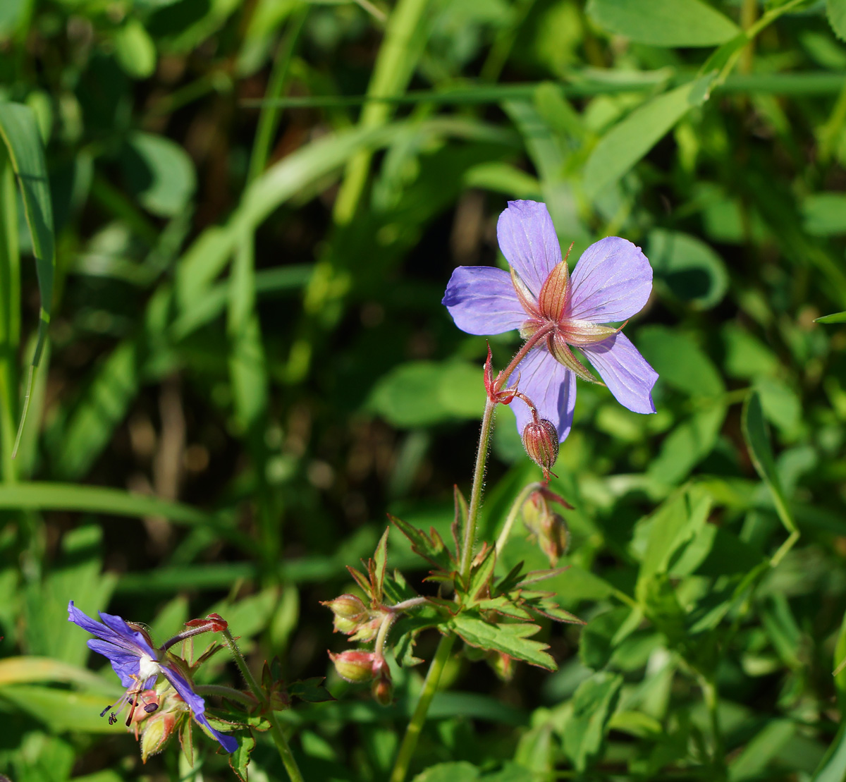 Image of Geranium pratense specimen.