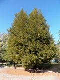 Juniperus virginiana