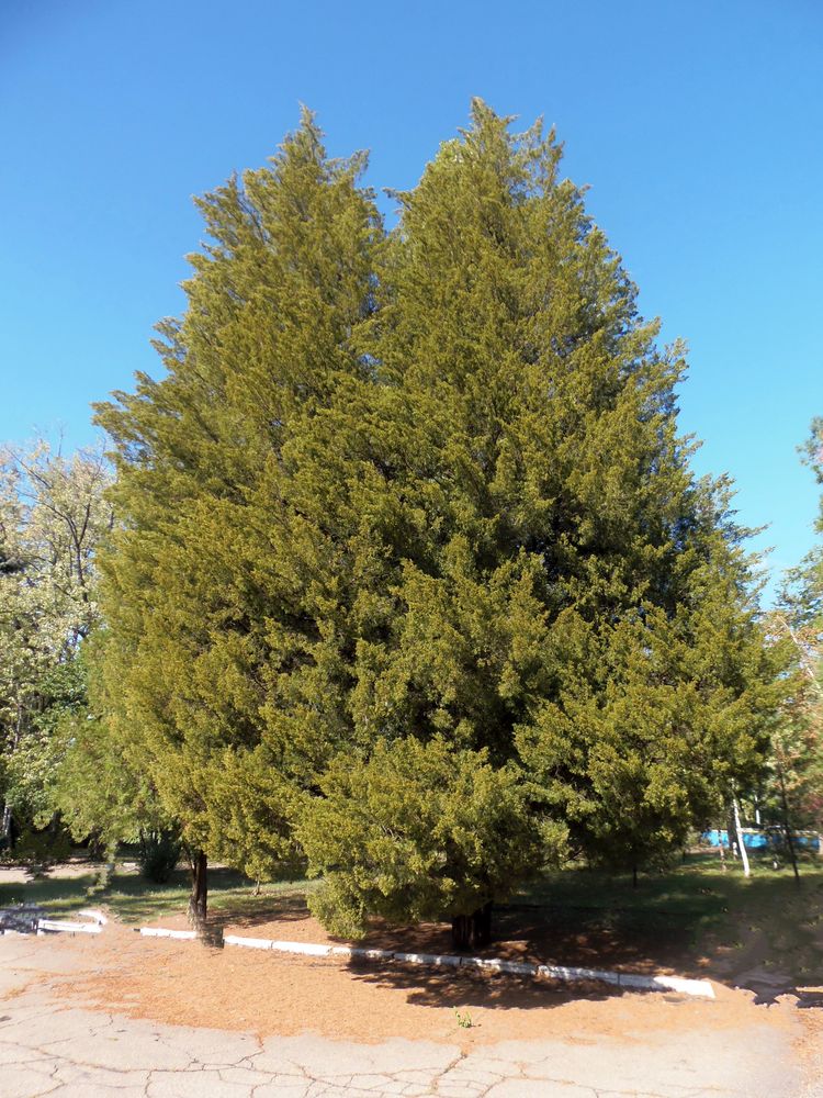 Изображение особи Juniperus virginiana.