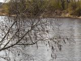 Alnus incana. Ветви пробуждающегося растения с соцветиями и прошлогоднимим соплодиями. Ленинградская обл., Кингисеппский р-н, обрывистый берег р. Луга. 02.05.2020.