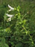 Stachys annua. Соцветие с цветками и оставшимися после опадения венчиков чашечками. Украина, Львовская обл., Золочевский р-н, нарушенное местообитание у обочины грунтовой дороги на луговом склоне. 11 августа 2010 г.