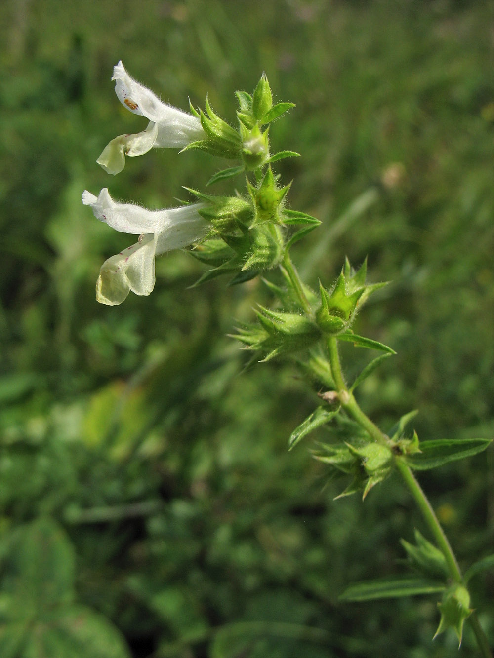 Image of Stachys annua specimen.