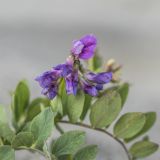 Lathyrus japonicus subspecies maritimus. Соцветие и листья. Калининградская обл., Куршская коса, песчаная дюна. 28.08.2020.