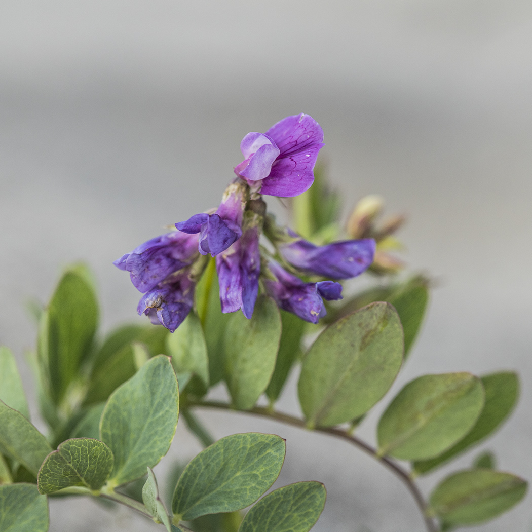 Изображение особи Lathyrus japonicus ssp. maritimus.