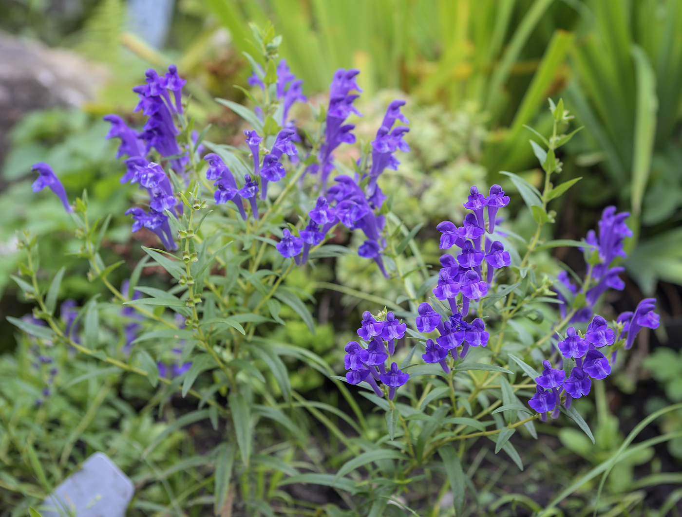 Image of genus Scutellaria specimen.