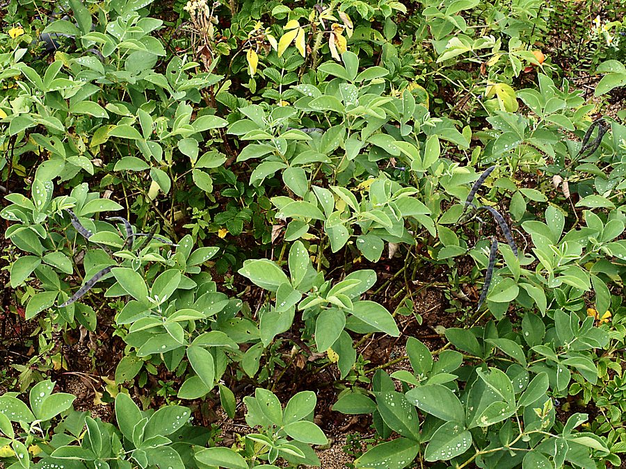 Image of Thermopsis lupinoides specimen.