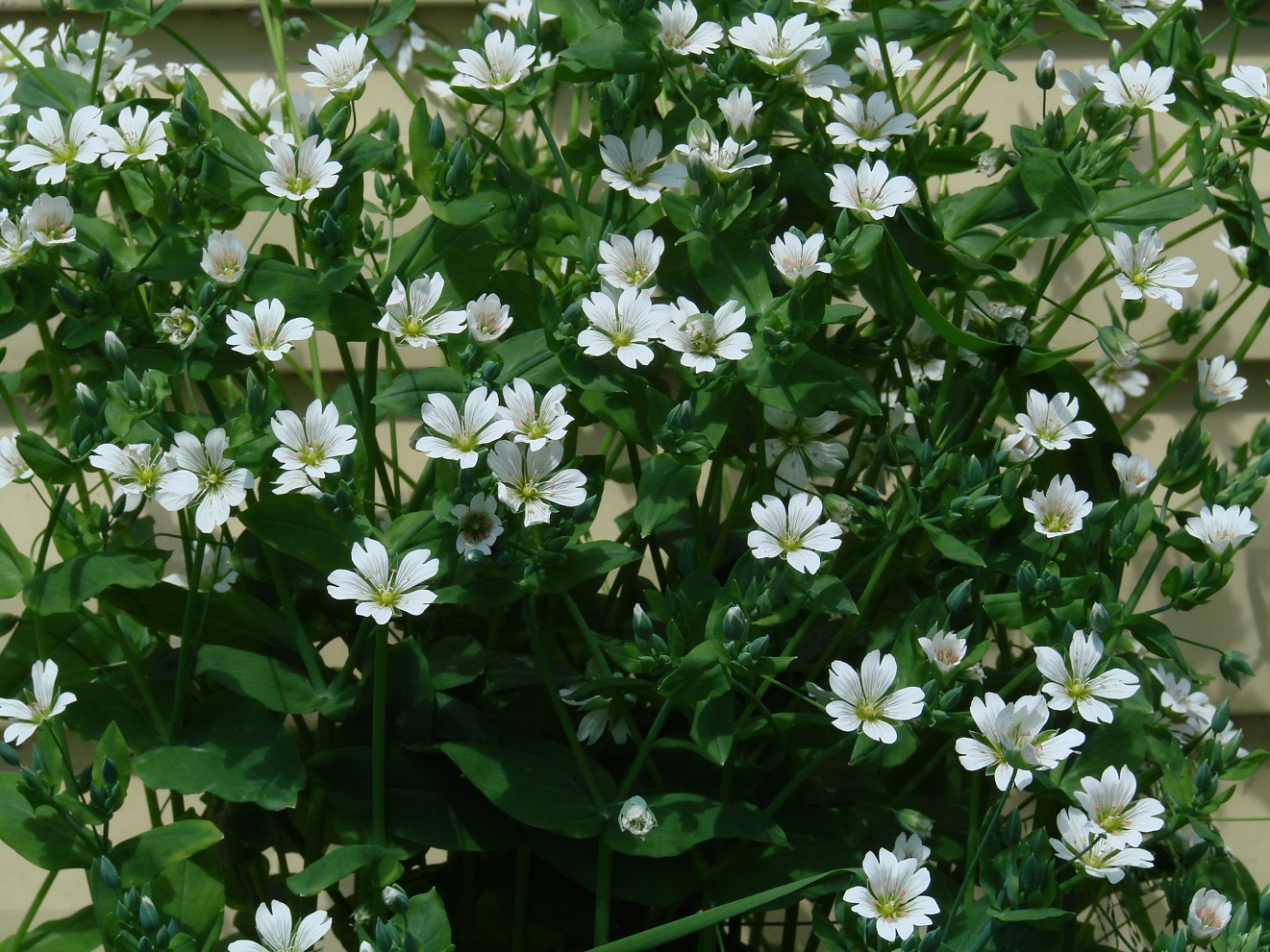 Image of Cerastium davuricum specimen.