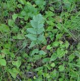 genus Valeriana