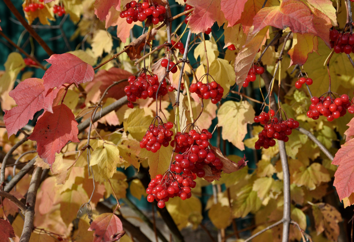 Image of Viburnum opulus specimen.