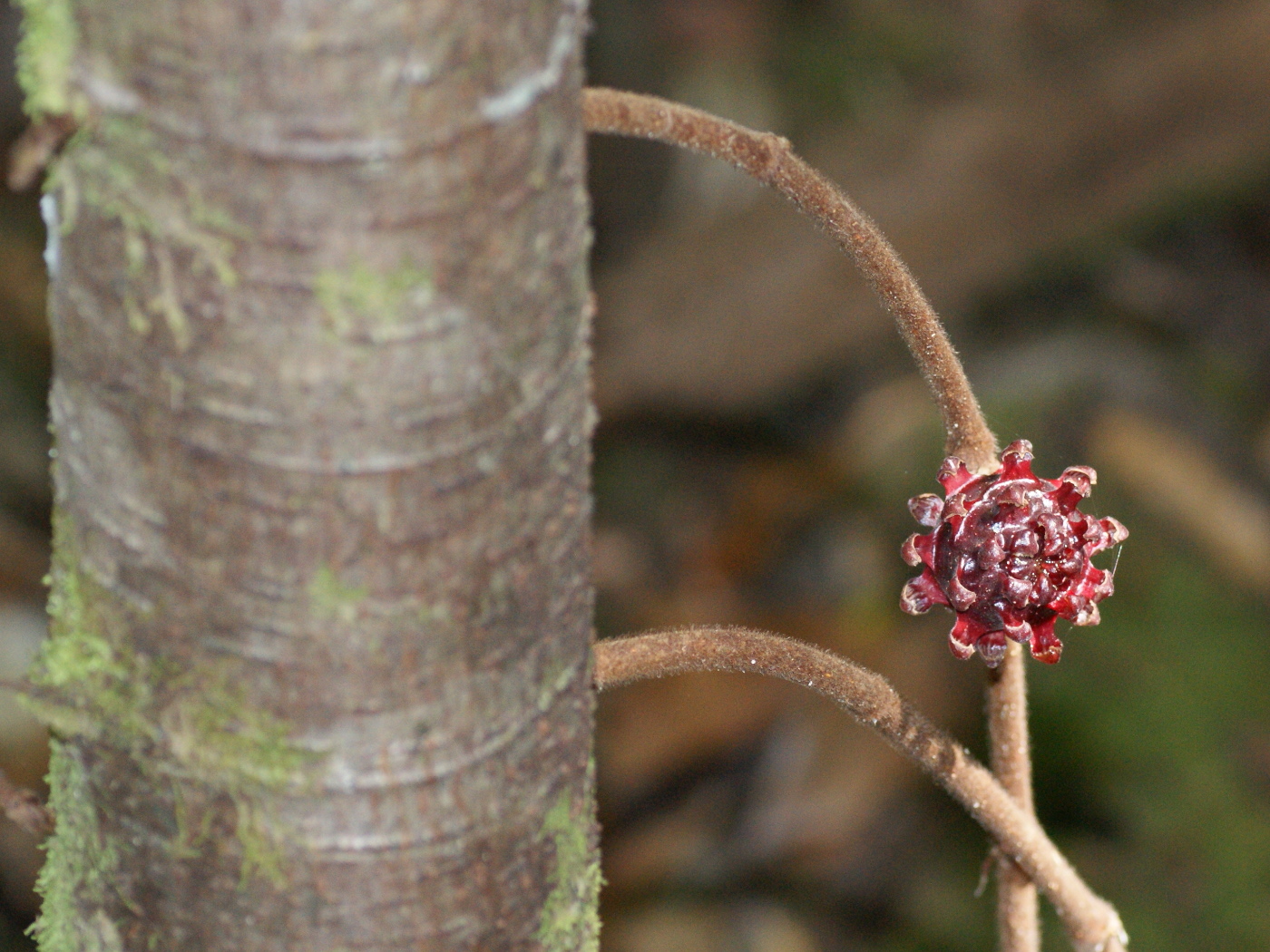 Image of Ficus uncinata specimen.