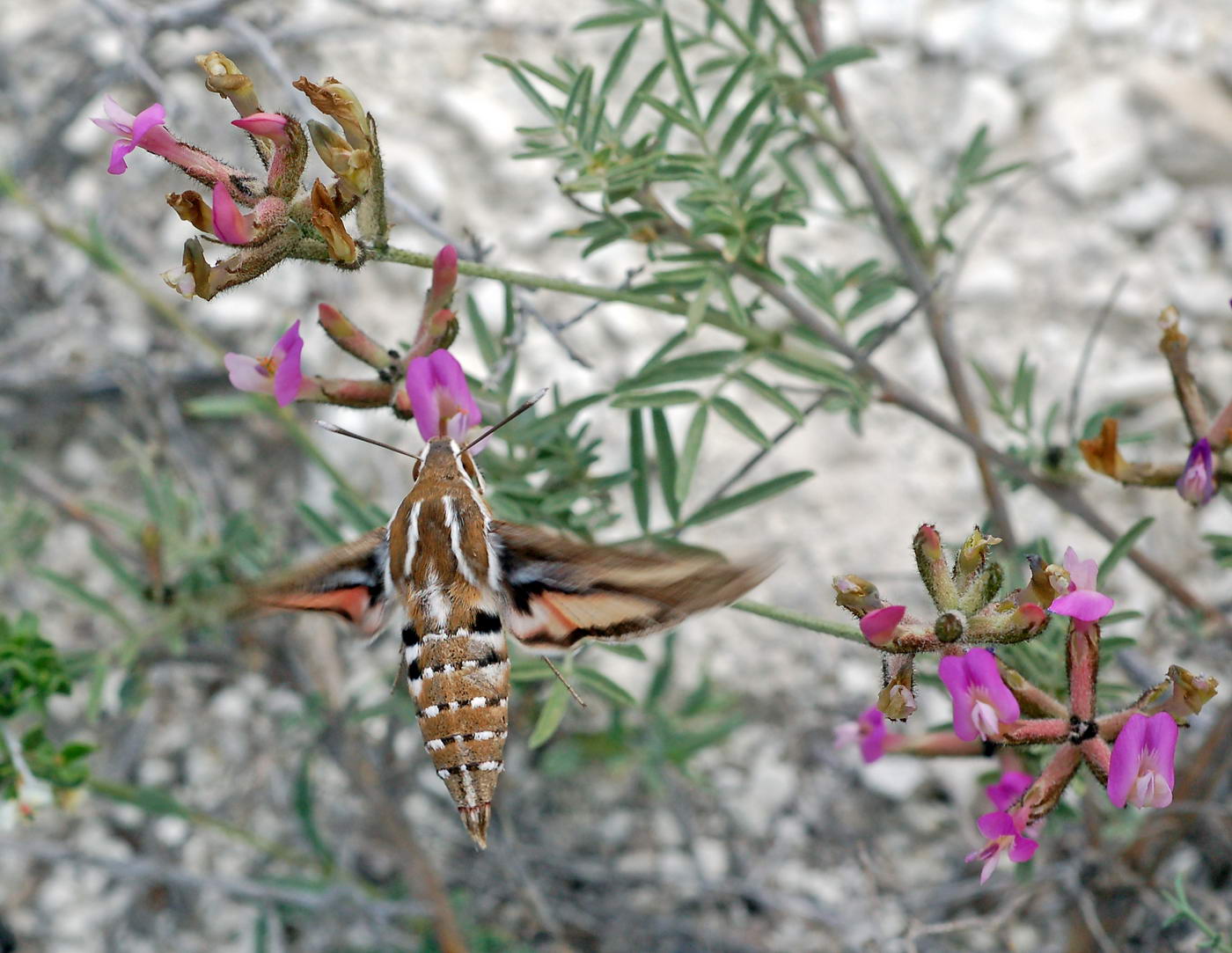 Изображение особи Astragalus aktiubensis.