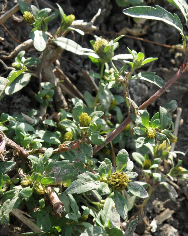 Image of genus Bidens specimen.