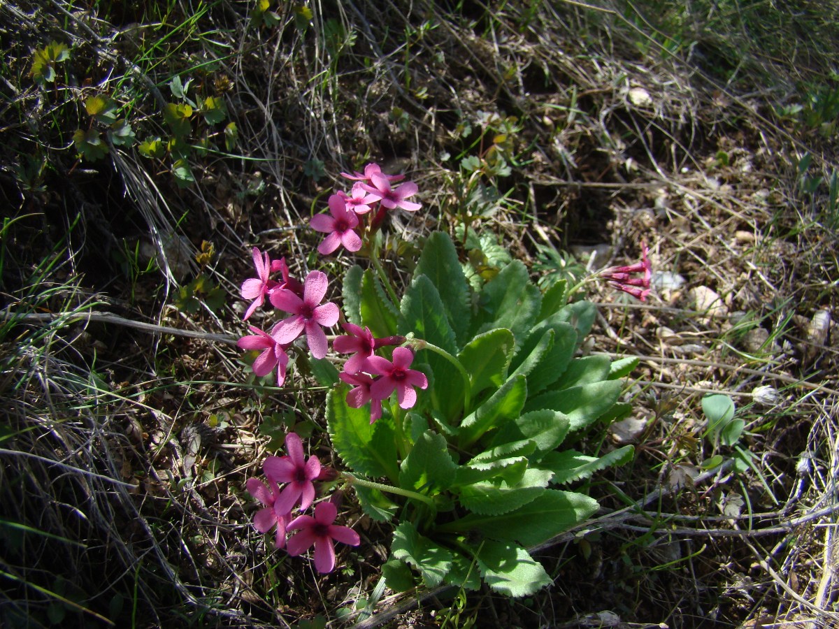 Image of Primula fedtschenkoi specimen.