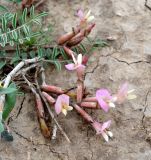 View full-size image Astragalus lasiophyllus