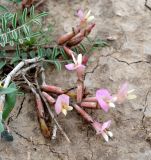 Astragalus pallasii