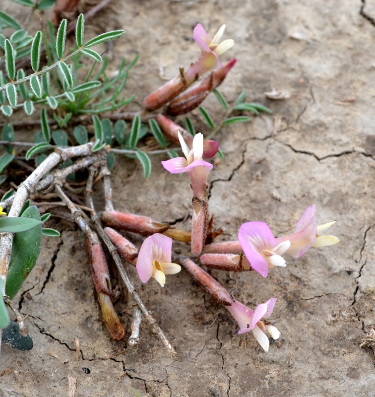Изображение особи Astragalus lasiophyllus.